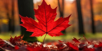 红枫手游折扣号究竟是什么？